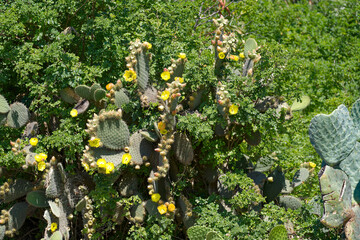 Green cactus with spikes and yellow blossoms in bright sunlight at Giens Peninsula on a sunny late spring day. Photo taken June 8th, 2023, Giens, Hyères, France.