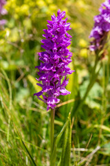Wild orchid, scientific name; Dactylorhiza nieschalkiorum, Dactylorhiza