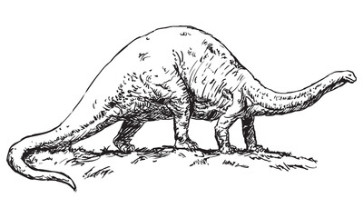 Brontosaurus dinosaur - black and white vector illustration on a white background