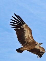 Griffon vulture in the air.