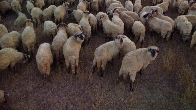 Aerial Drone Footage of Sheep grazing on a summer meadow. 4k flyover shot of a flock of sheep in a field. Herding mob of ovis aries. High angle footage of domesticated ruminant animals.
