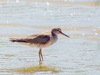  Grey-tailed Tattler in Queensland Australia
