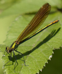 BOIS DE ST MARTIN - QUESTEMBERT 56230