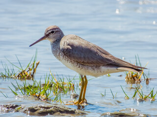  Grey-tailed Tattler in Queensland Australia