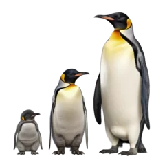 Foto auf Acrylglas family of emperor  penguins isolated on transparent © Jean Isard