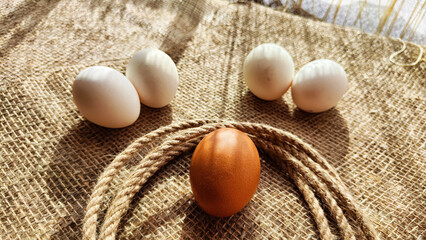 Lots of white eggs and one brown egg on rag jute cloth. Concept of individuality, exclusivity. Bullying, group and confrontation. Leadership and confidence. Agricultural Production of eggs, incubator