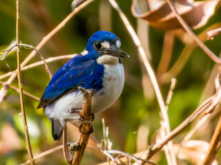 Little Kingfisher in Queensland Australia
