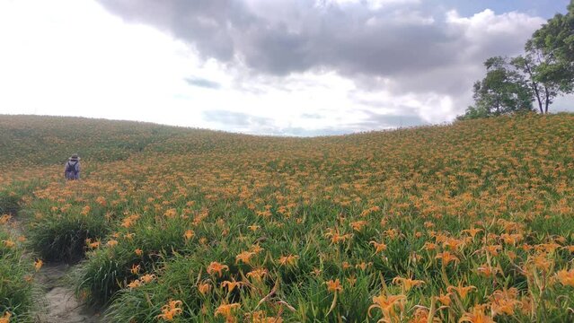 Landscape View Of The Beautiful Tiger Lilies (Daylily) Garden Blooming On The Hill Of Chi Ke Shan (Chike Shan), Yuli, Hualien, Taiwan