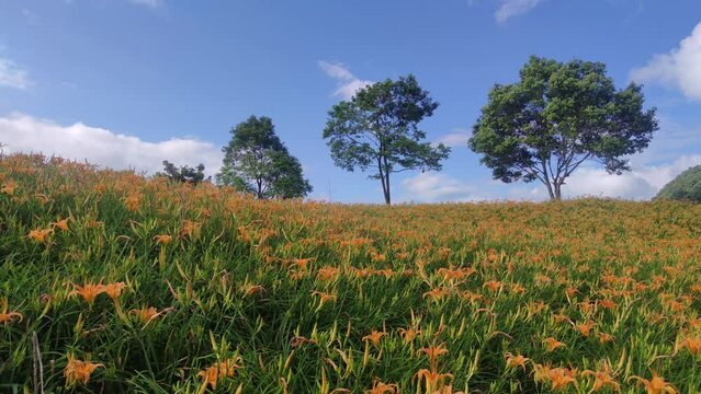 Landscape View Of The Beautiful Tiger Lilies (Daylily) Garden Blooming On The Hill Of Chi Ke Shan (Chike Shan), Yuli, Hualien, Taiwan