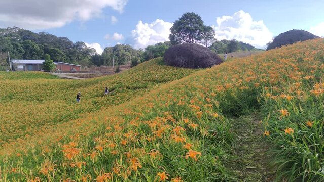 Landscape View Of The Beautiful Tiger Lilies (Daylily) Garden Blooming On The Hill Of Chi Ke Shan (Chike Shan), Yuli, Hualien, Taiwan