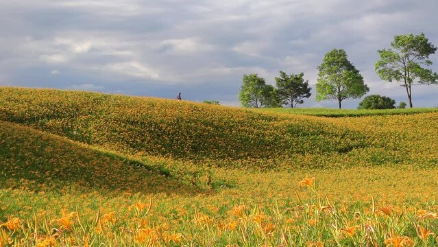 Landscape View Of The Beautiful Tiger Lilies (Daylily) Garden Blooming On The Hill Of Chi Ke Shan (Chike Shan), Yuli, Hualien, Taiwan