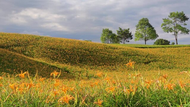 Landscape View Of The Beautiful Tiger Lilies (Daylily) Garden Blooming On The Hill Of Chi Ke Shan (Chike Shan), Yuli, Hualien, Taiwan