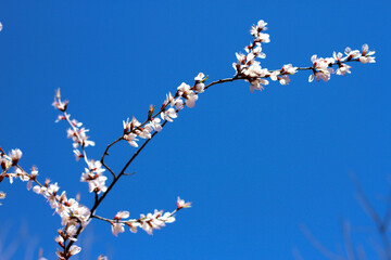 Sunlit Serenade_Banda Toy and Blooming White Flowers on Tree