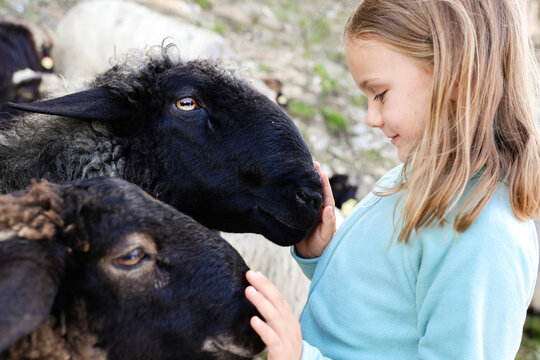 happy smiling child girl hugging sheep at farm, children love play animal, kid on nature, positive emotions, travel in Switzerland biopark, swiss black sheep simbol, toddler face