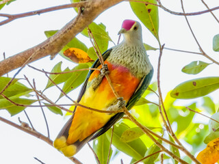 Rose-crowned Fruit-Dove in Queensland Australia