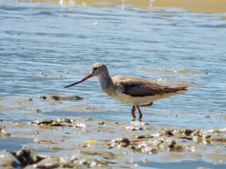 Terek Sandpiper in Queensland Australia