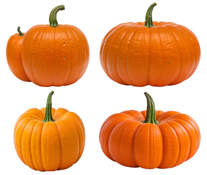 collection of pumpkins isolated on transparent background cutout - png - mockup for design - image compositing footage - alpha channel - Thanksgiving