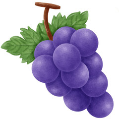 grapes fruit illustration 