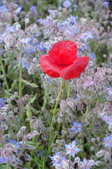 Klatschmohn in einem Garten