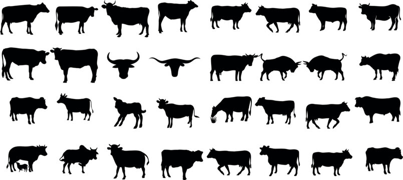 Cow Silhouette vector illustration featuring  cow silhouettes in various poses and sizes against a white background. Perfect for farm, agriculture, and animal-related designs