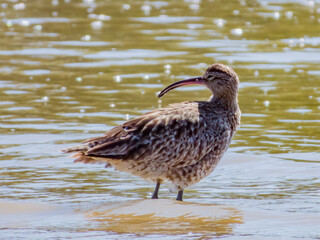 Whimbrel Shorebird in Queensland Australia