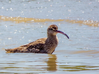 Whimbrel Shorebird in Queensland Australia