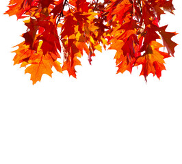  Branches with colorful  autumn leaves  isolated on white background.  Northern Red Oak. Selective focus.