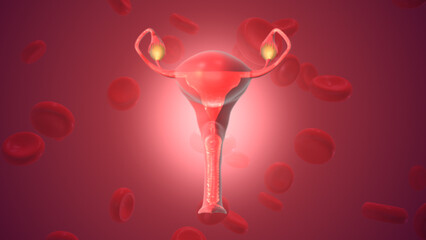 Blood cells with female reproductive system overrise