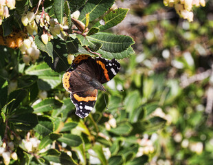 Beautiful butterfly Cynthia cardui also called painted lady a strong lepidoptera migratory take sunbath on Arbutus tree