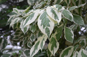 Branches of decorative bush Cornus Alba with beautiful white-green variegated leaves . Landscaping,  gardening, planting  concept.