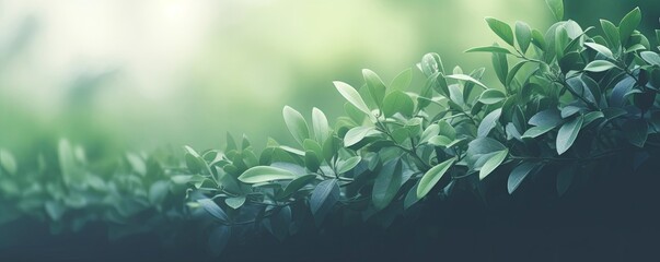 Natural background border with fresh juicy leaves with soft focus outdoors in nature, wide format, copy space, atmospheric image in soothing muted dark green, Generative AI