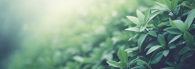 Natural background border with fresh juicy leaves with soft focus outdoors in nature, wide format,...