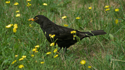 männliche Amsel mit Beute im Schnabel