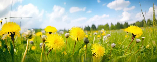 Photo sur Plexiglas Jaune Many yellow dandelion flowers on meadow in nature in summer close-up macro against a blue sky with clouds. Bright summer landscape panorama, colorful artistic image, ultra wide banner, Generative AI