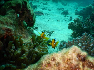 Clownfish or anemonefish