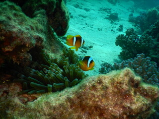 Clownfish or anemonefish