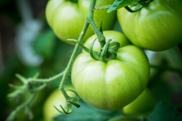 Branches with unripe tomatoes in greenhouse. Selective focus. Shallow depth of field.