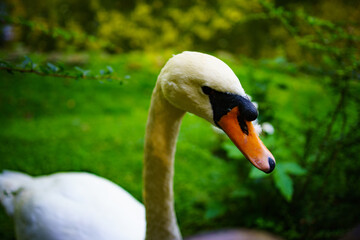 close up portrait swan on the lake