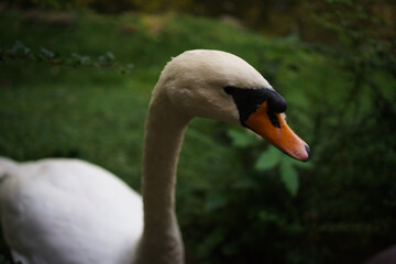 portrait of a white swan on a background of green grass in the park