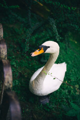 portrait of a white swan on a background of green grass in the park