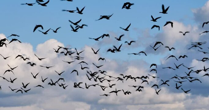 flock of greater white-fronted geese on the sky