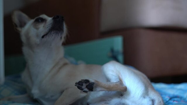 A small child offends a chihuahua crossbreed dog, waving his hand. The dog is aggressive and bites the child. High quality 4k footage