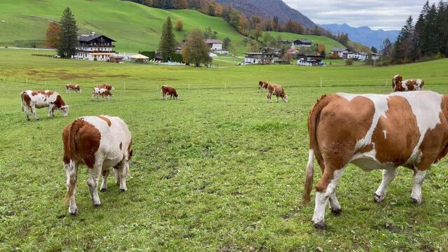 Tranquil scene of cows grazing in a pasture by Alps mountains in Austria. European farming on grassland, cattle rural agriculture concepts