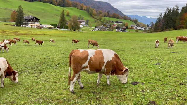Brown and white cows eating grass on green field mountains in Thiersee, Austria. European cattle free in nature concept