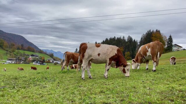 Brown and white cows peacefully eating grass on green fields under cloudy sky. Livestock grazing in Alps mountains