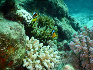 Naklejka na ściany i meble Clownfish or anemonefish