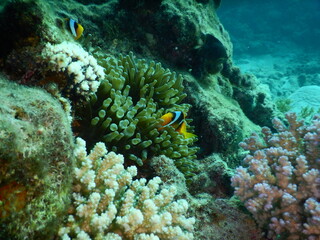 Clownfish or anemonefish