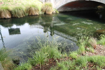 Fototapeta na wymiar Bridge over the calm river with various grass