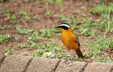 White-browed scrub-robin isolated in an urban environment