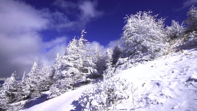 日本の長野県、美ヶ原の雪景色。
